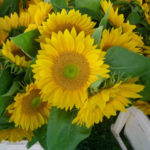 Michigan sunflowers